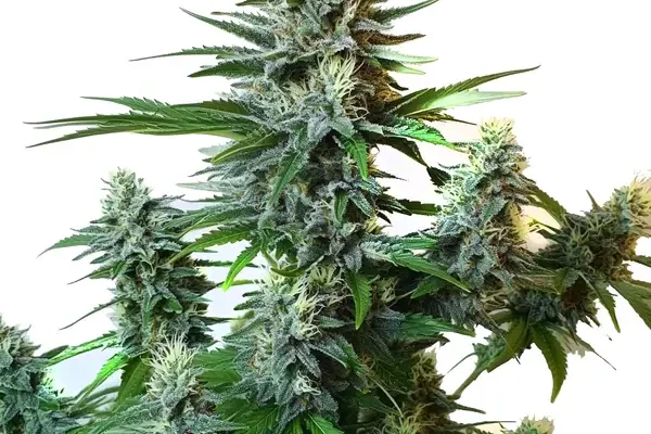 Gorilla Glue Autoflower F1 (Blimburn Seeds) – offizielles Produktbild