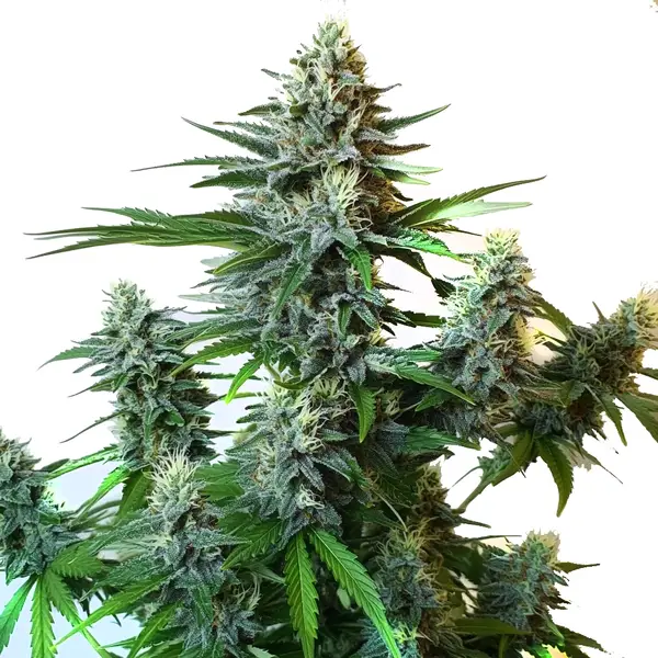 Gorilla Glue Autoflower F1 (Blimburn Seeds) – offizielles Produktbild