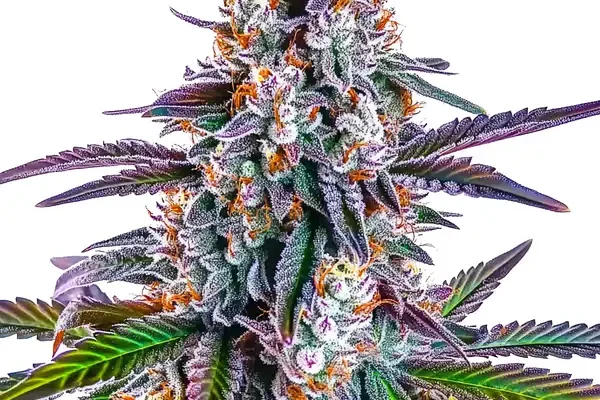 Gorilla Glue Purple (Blimburn Seeds) – offizielles Produktbild