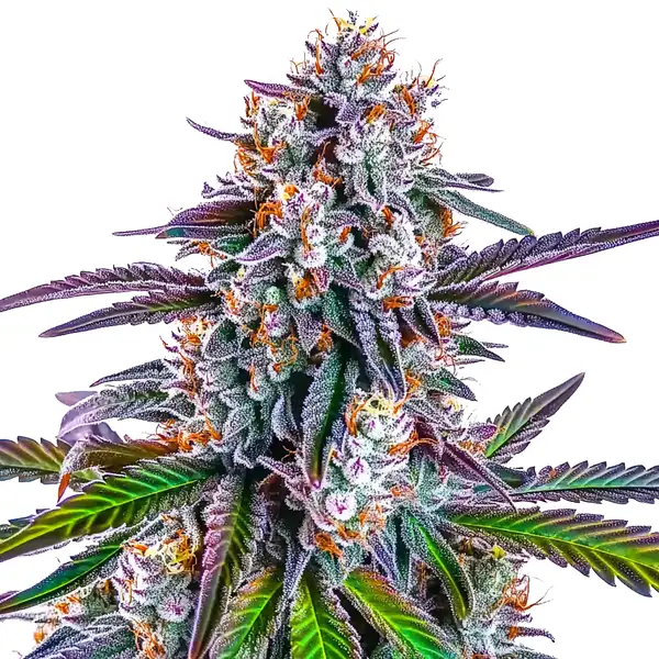 Gorilla Glue Purple (Blimburn Seeds) – offizielles Produktbild