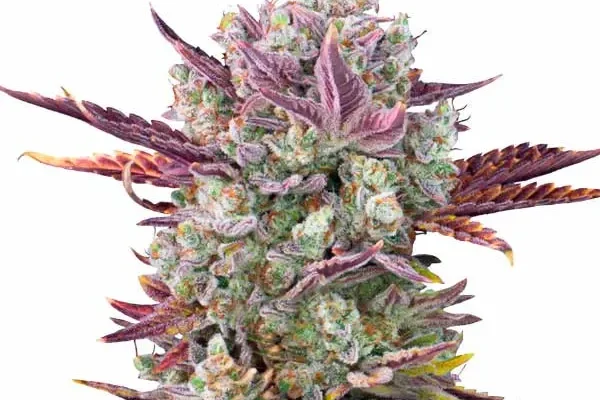 Gorilla Glue x Girl Scout Cookies (Blimburn Seeds) – offizielles Produktbild