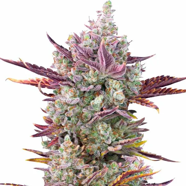 Gorilla Glue x Girl Scout Cookies (Blimburn Seeds) – offizielles Produktbild