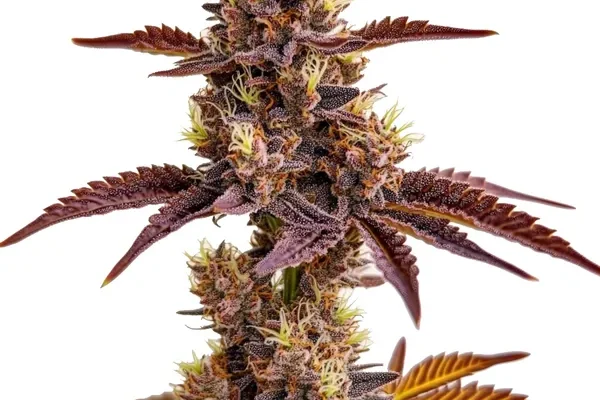 Gorilla Sherbet (Blimburn Seeds) – offizielles Produktbild