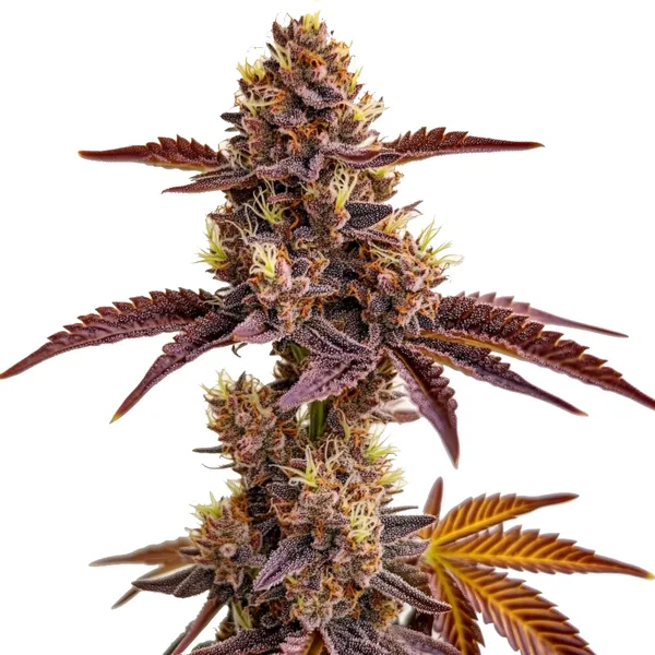 Gorilla Sherbet (Blimburn Seeds) – offizielles Produktbild