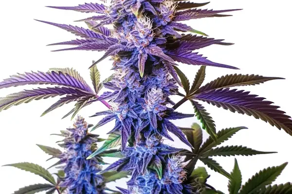 Grand Daddy Purple Fast Version (Blimburn Seeds) – offizielles Produktbild