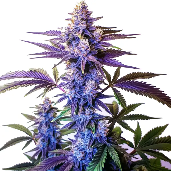 Grand Daddy Purple Fast Version (Blimburn Seeds) – offizielles Produktbild
