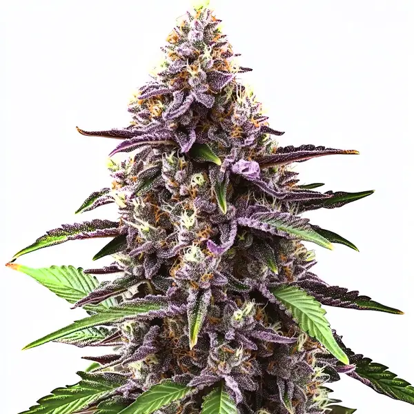 Grandaddy Purple Regular (Blimburn Seeds) – offizielles Produktbild
