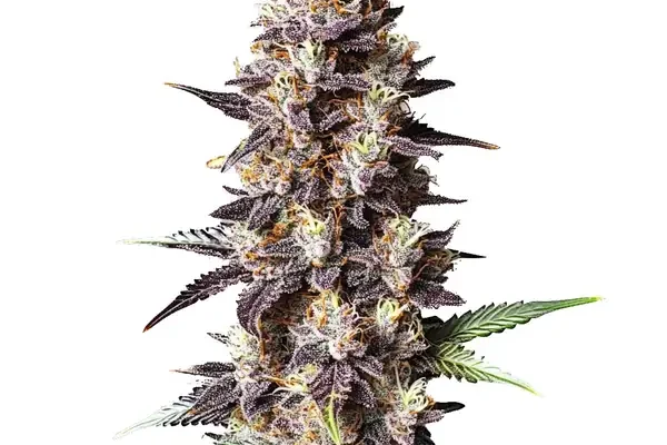 Grandaddy Purple x Bruce Banner (Blimburn Seeds) – offizielles Produktbild