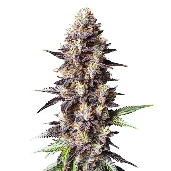 Grandaddy Purple x Bruce Banner (Blimburn Seeds) – offizielles Produktbild