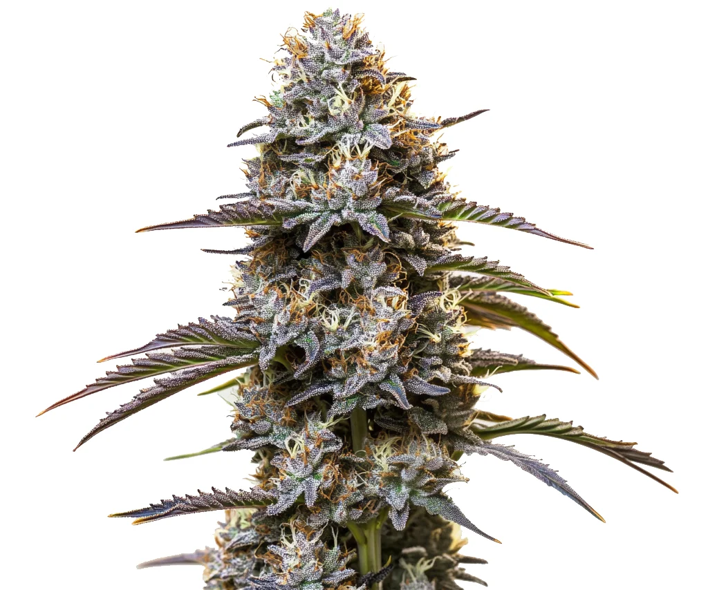 Granddaddy Purple Auto (Blimburn Seeds) – offizielles Produktbild