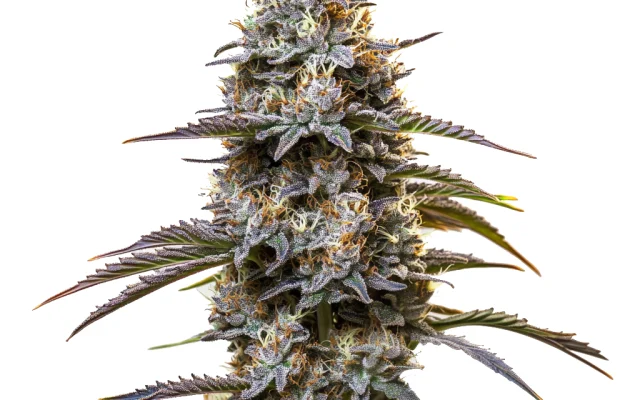 Granddaddy Purple Auto (Blimburn Seeds) – offizielles Produktbild
