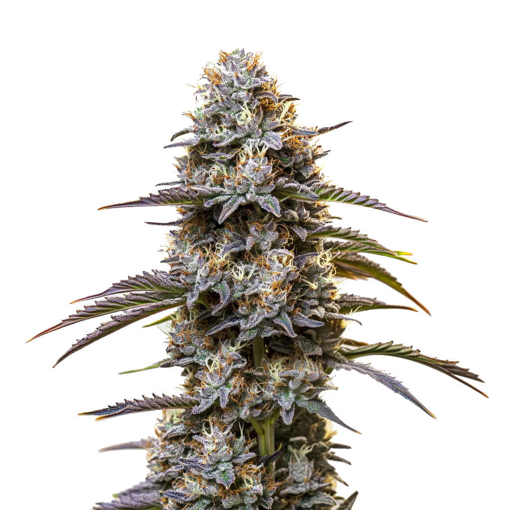 Granddaddy Purple Auto (Blimburn Seeds) – Produktbild des Herstellers