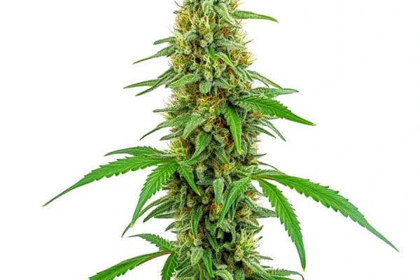 Green Crack (Blimburn Seeds) – offizielles Produktbild