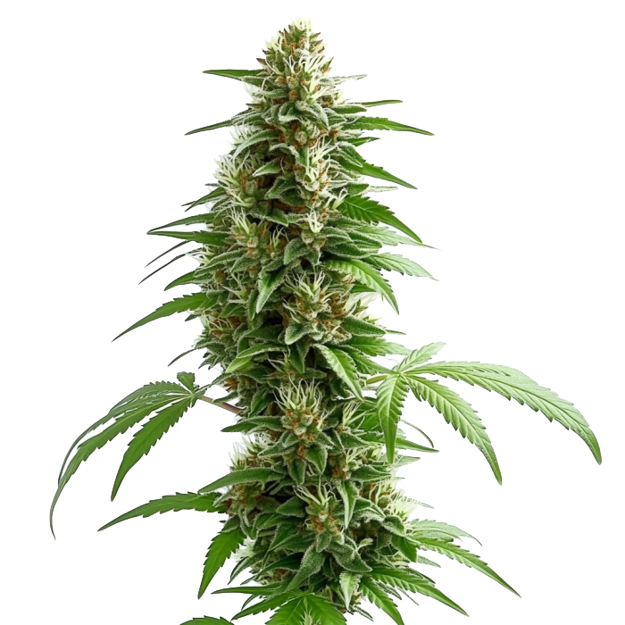 Green Crack Auto (Blimburn Seeds) – offizielles Produktbild