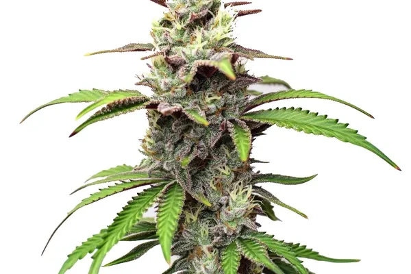 Gush Mints (Blimburn Seeds) – offizielles Produktbild