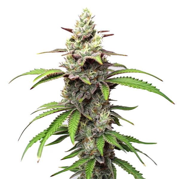 Gush Mints (Blimburn Seeds) – offizielles Produktbild