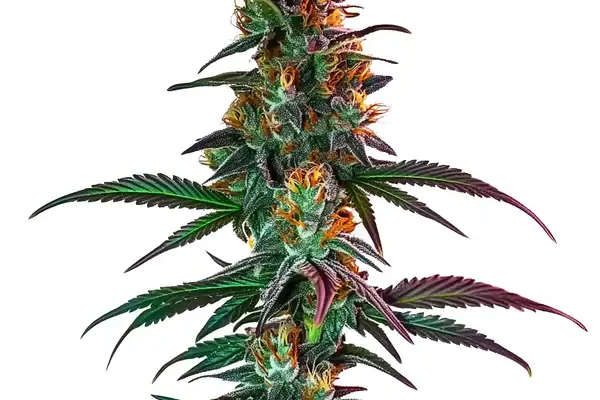 Gush Mintz x Honey Drop (Blimburn Seeds) – offizielles Produktbild
