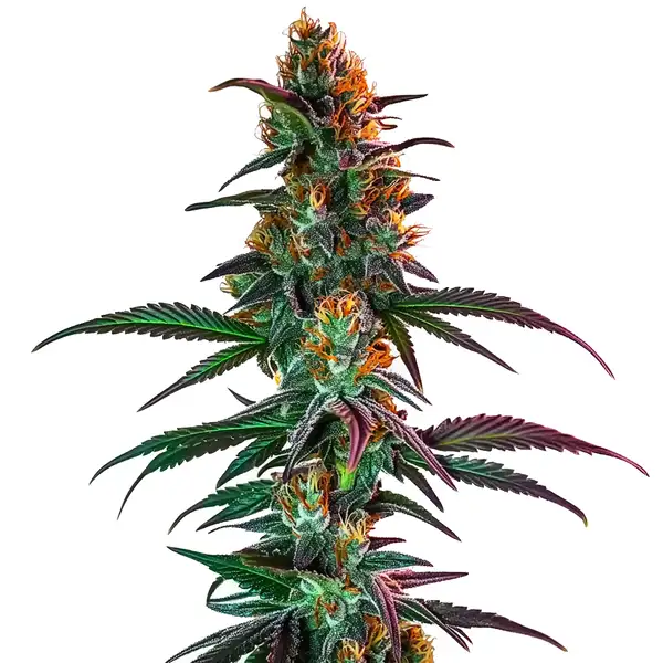 Gush Mintz x Honey Drop (Blimburn Seeds) – offizielles Produktbild