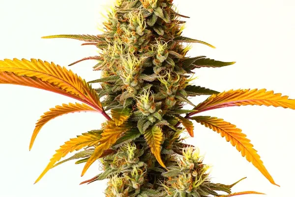 Hellfire OG Auto (Blimburn Seeds) – offizielles Produktbild