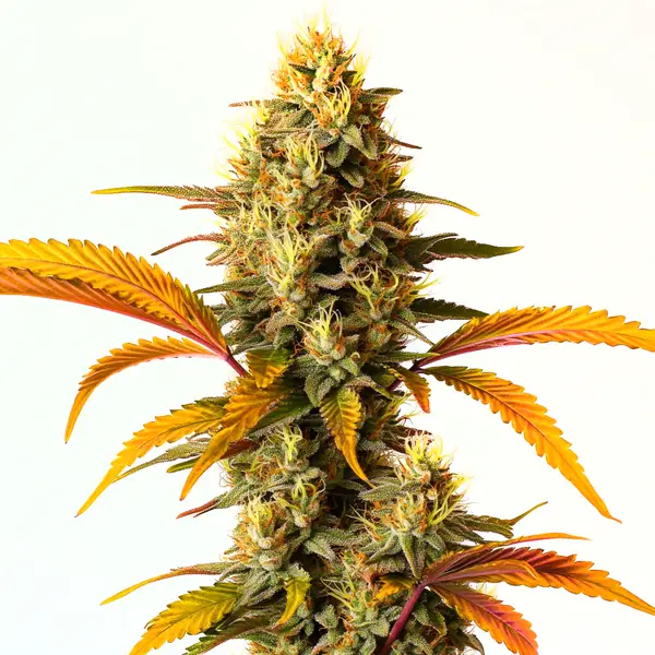 Hellfire OG Auto (Blimburn Seeds) – offizielles Produktbild