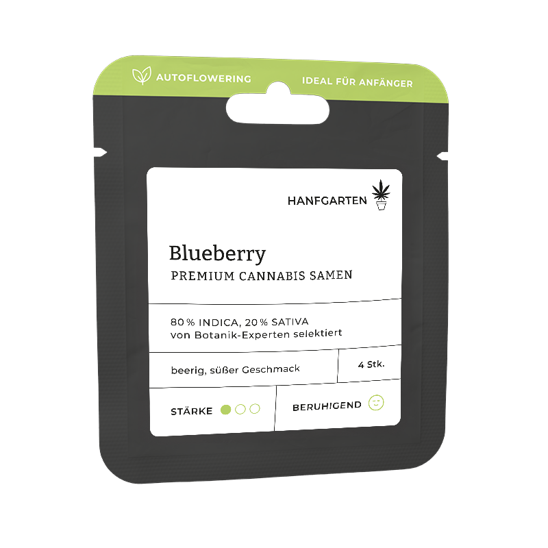 Blueberry Automatic (Hanfgarten) – offizielles Produktbild