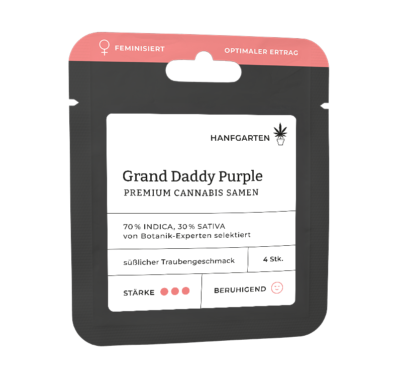 Grand Daddy Purple (GDP) Feminisiert (Hanfgarten) – offizielles Produktbild