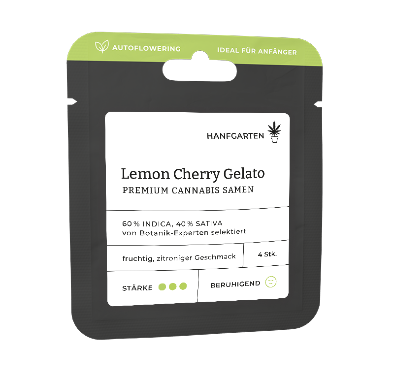 Lemon Cherry Gelato Automatic (Hanfgarten) – offizielles Produktbild