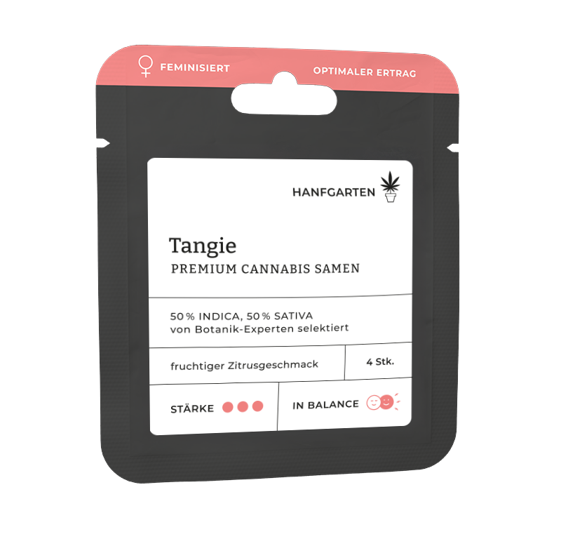 Tangie Feminisiert (Hanfgarten) – offizielles Produktbild