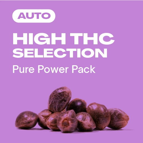 High THC Kollektion Auto (Blimburn Seeds) – offizielles Produktbild
