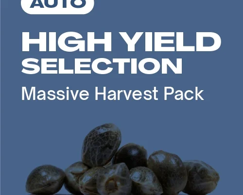 High Yield Kollektion Auto (Blimburn Seeds) – offizielles Produktbild