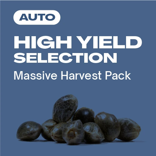 High Yield Kollektion Auto (Blimburn Seeds) – offizielles Produktbild
