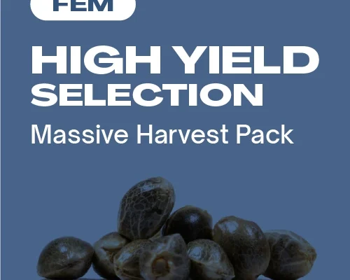 High Yield Kollektion Fem (Blimburn Seeds) – offizielles Produktbild
