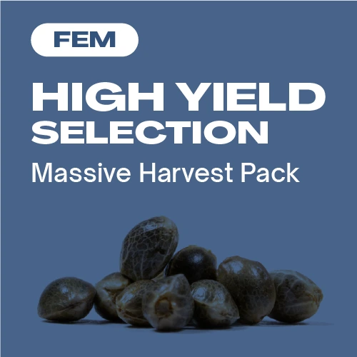 High Yield Kollektion Fem (Blimburn Seeds) – offizielles Produktbild