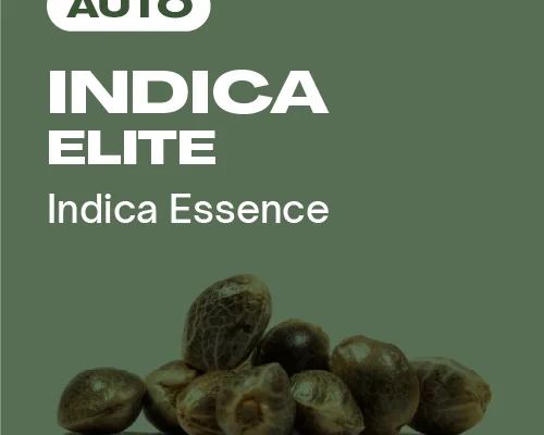 Indica Elite Auto (Blimburn Seeds) – offizielles Produktbild