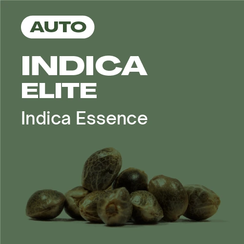 Indica Elite Auto (Blimburn Seeds) – offizielles Produktbild