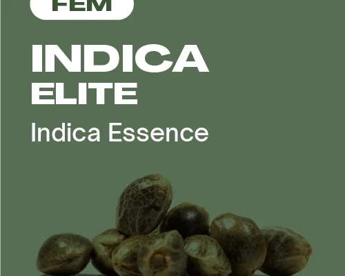 Indica Elite Fem (Blimburn Seeds) – offizielles Produktbild