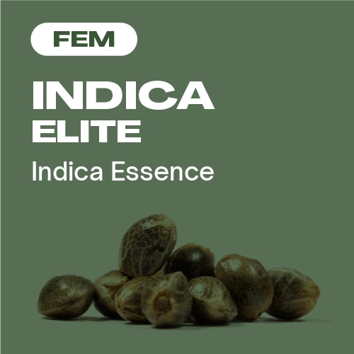Indica Elite Fem (Blimburn Seeds) – offizielles Produktbild
