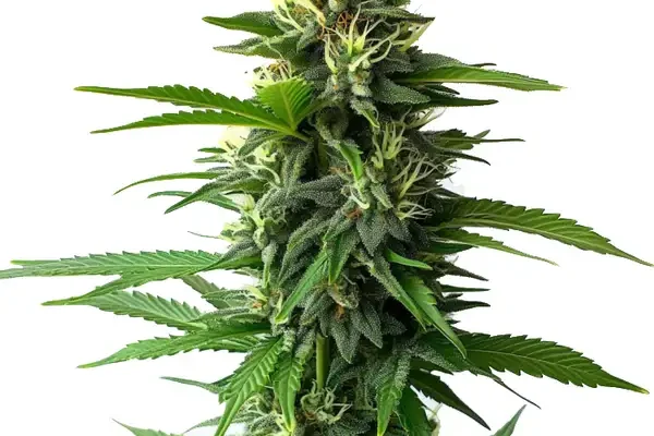 Jack Herer (Blimburn Seeds) – offizielles Produktbild