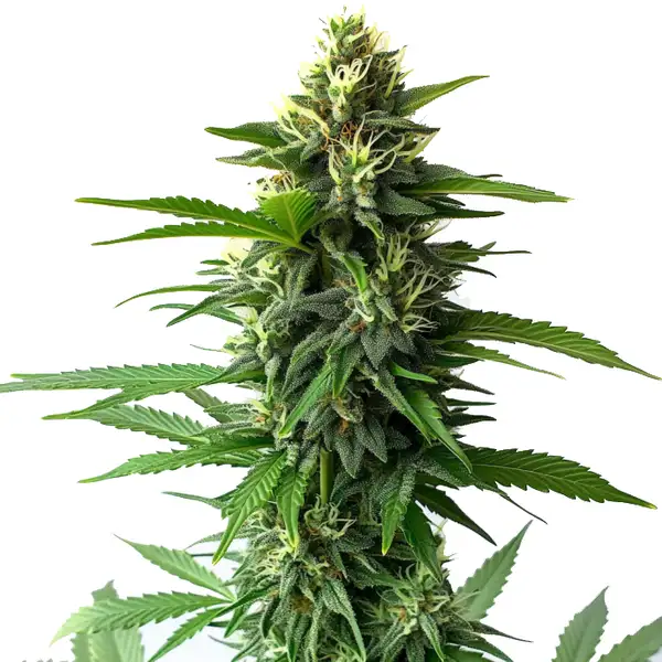 Jack Herer (Blimburn Seeds) – offizielles Produktbild