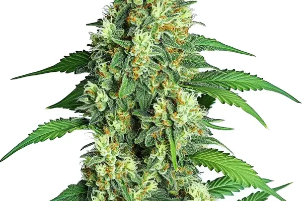 Jamaican (Blimburn Seeds) – offizielles Produktbild
