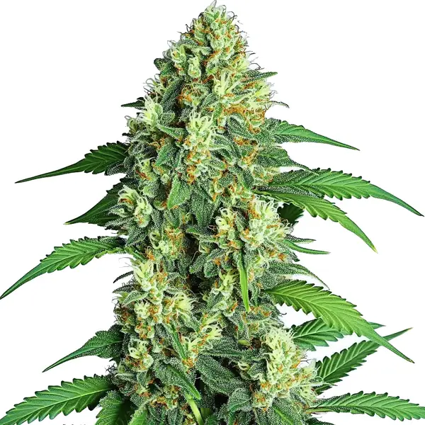 Jamaican (Blimburn Seeds) – offizielles Produktbild