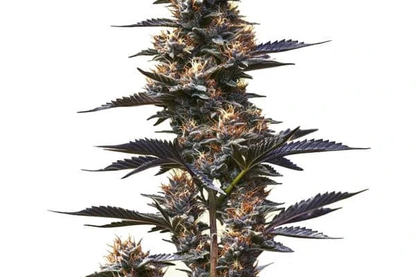 Jokerz (Blimburn Seeds) – offizielles Produktbild
