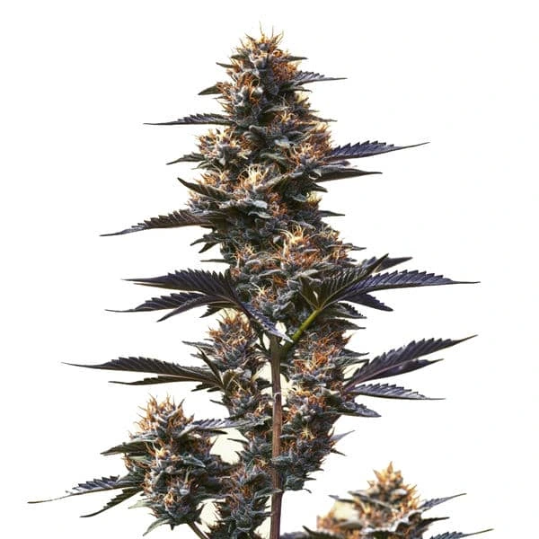 Jokerz (Blimburn Seeds) – offizielles Produktbild