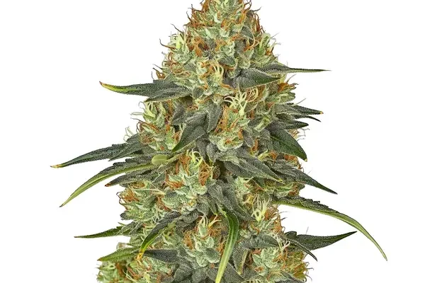 Jungle Lava (Blimburn Seeds) – offizielles Produktbild