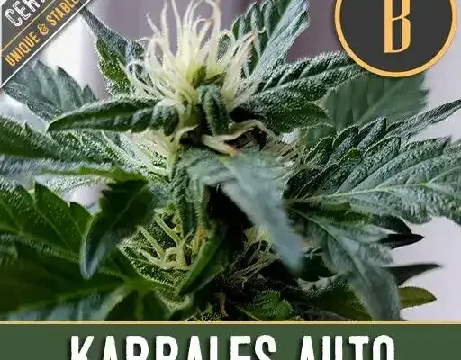 Kabrales Auto (Blimburn Seeds) – offizielles Produktbild