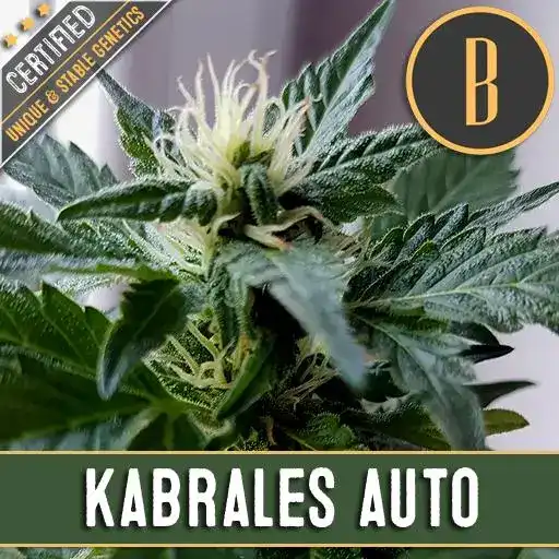 Kabrales Auto (Blimburn Seeds) – offizielles Produktbild