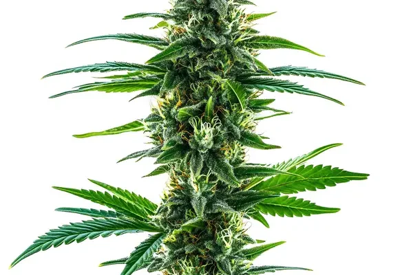 Khalifa Kush (Blimburn Seeds) – offizielles Produktbild