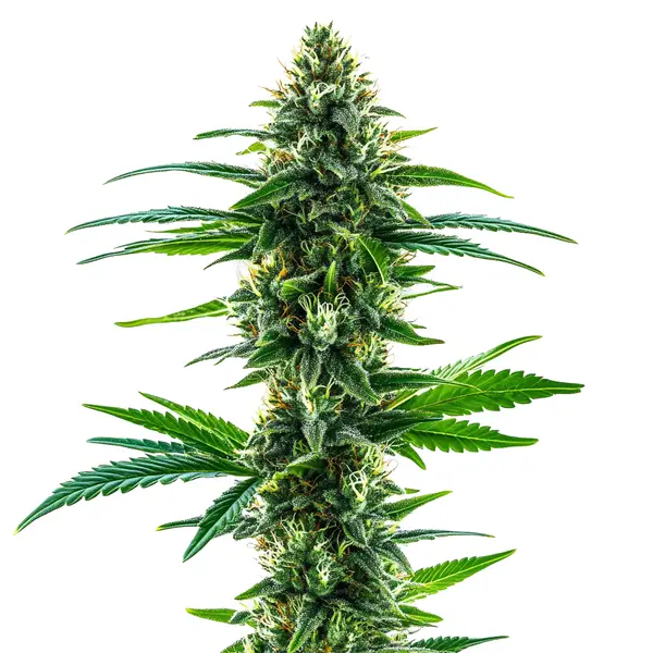 Khalifa Kush (Blimburn Seeds) – offizielles Produktbild