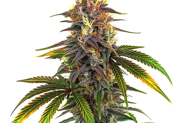 Kush Mints (Blimburn Seeds) – offizielles Produktbild