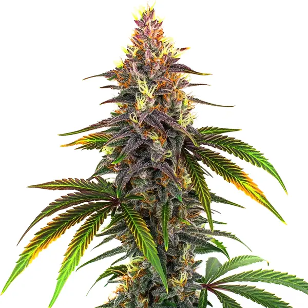 Kush Mints (Blimburn Seeds) – offizielles Produktbild